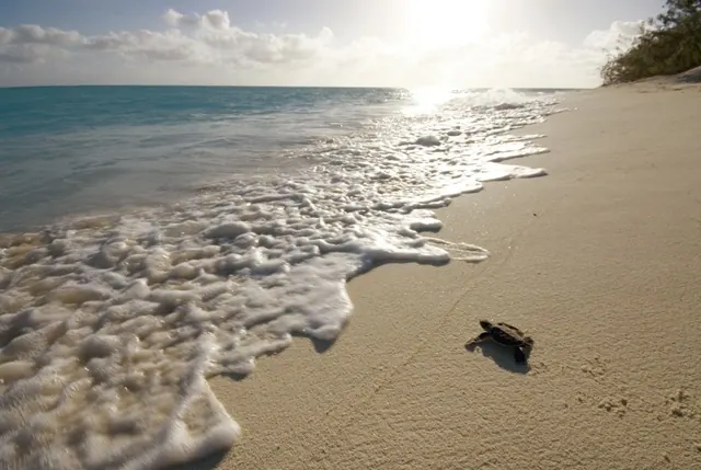 Turtles Flock To Nest On Great Barrier Reef's Heron And Wilson Islands