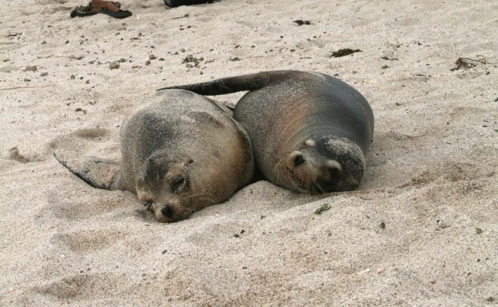 GALAPAGOS ISLANDS: FALLING IN LOVE TWICE