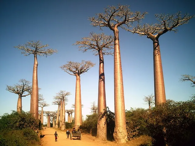 Ecotourism in Madagascar