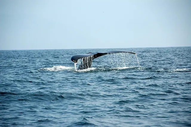 Ecotourism in Mexico