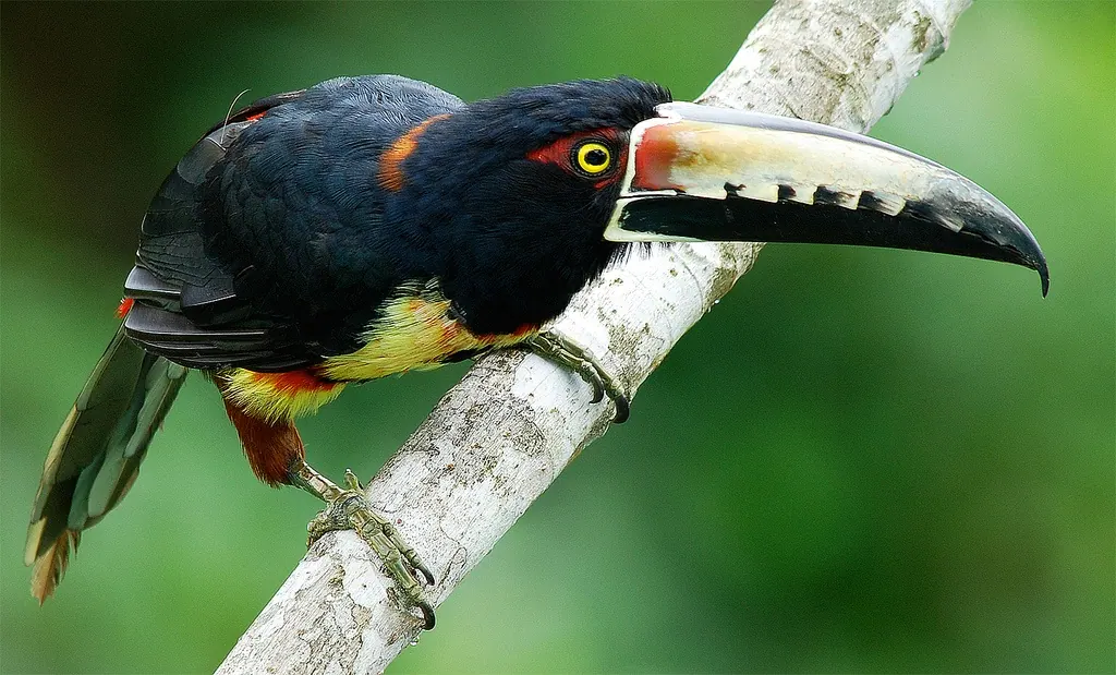 Panama: Ecotourism Between Two Continents