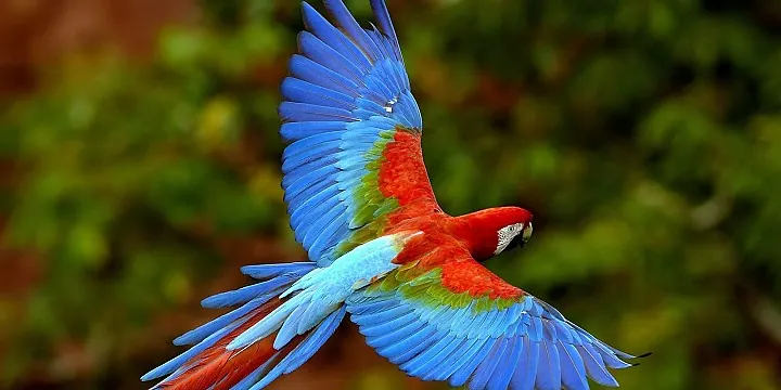 Ecotourism in Pantanal Brazil
