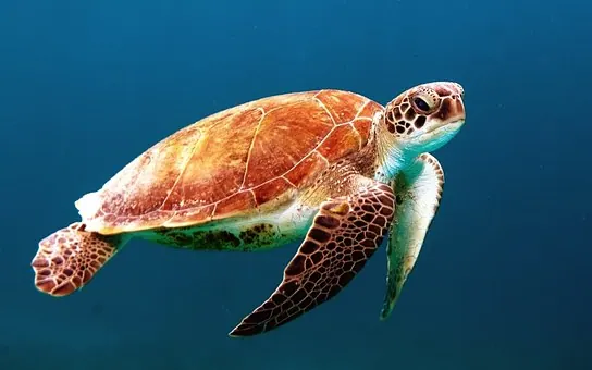 Travel to Conserve a Malaysian Island Environment